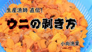 ノースクルーズ＜漁師直伝！＞エゾバフンウニの剥き方