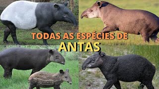 ANTA - VEJA TODAS AS ESPÉCIES DO MUNDO! UMA DELAS É O MAIOR MAMÍFERO TERRESTRE DO BRASIL!