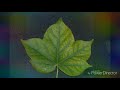 कापूस लाल्या विकृती red cotton leaves