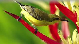 The best bird song  Bird Sounds Spectacular  Singing nightingale   Morning Bird Song