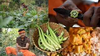 ಹೊಲ ಮತ್ತು ಅಡುಗೆಯಲ್ಲಿ ತಾಜಾ ಬೆಂಡಿ ಕೊಯ್ಲು | ಟೇಸ್ಟಿ ಸ್ಥಳೀಯ ಲೇಡಿಫಿಂಗರ್ ರೆಸಿಪಿ | ಕಾಯಿರಸ | ಬೆಂಡೆ ಕಾಯಿರಸ