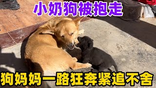 小奶狗被抱走，狗妈妈一路狂奔紧追不舍