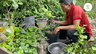 Sự Phát Triển Của Mồng Tơi \u0026 Bí Kíp Trồng Cà Chua Siêu Đơn Giản Tại Nhà Cùng Q Farm  🍅🌱✔