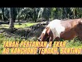 TANAH KEBUN KELAPA SAWIT 4 EKAR UNTUK DIJUAL DI BANTING. OPEN TITLE.