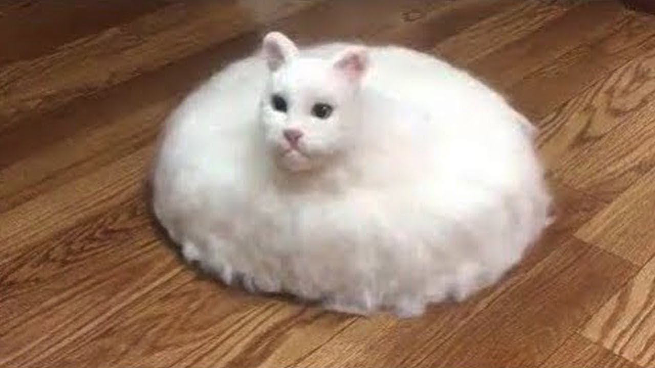 Funniest Cat Videos That Will Make You Laugh 15 Funny Cats And Dogs