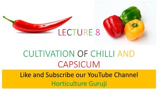 #HORT211 Lecture 8 Cultivation Of  Chilli And Capsicum