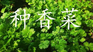 种香菜/芫荽, 为什么种子发芽慢？ 懒人种菜法