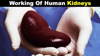 Working Of Human Kidneys | Structure And Function (Urdu/Hindi)