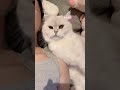 救命啊！撒嬌小貓誰能抵抗得住啊！！！ cat cuteanimals