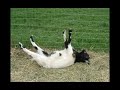 tennessee fainting goat facts history u0026 characteristics