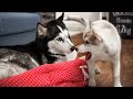 Big Husky and Tiny Puppy Olive Become Best Friends From Day One