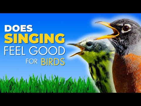 Do birds feel happy?