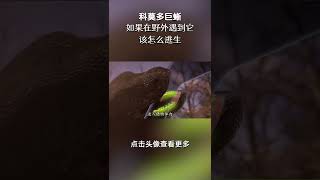 科莫多龍-遇到牠該怎麼辦 #動物 #科莫多龍 #冷知識