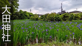 大田神社　カキツバタ　京都上賀茂　Ota shrine, Iris laevigata, Kyoto, Japan