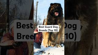 The Best Guard Dogs (Top 10 Guard Dog Breeds)