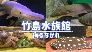 竹島水族館｜小さいと侮ることなかれ