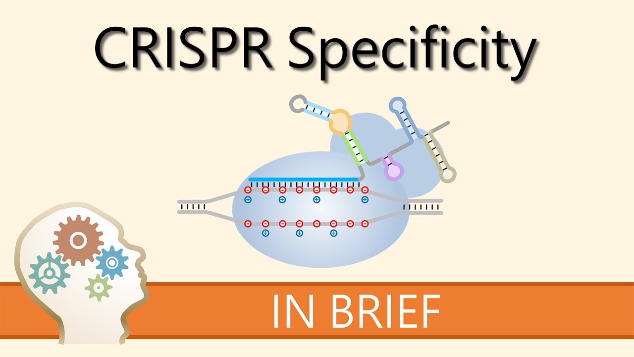 HOW TO IMPROVE CRISPR SPECIFICITY - GENE EDITING EXPLAINED! - YouTube