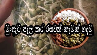 මූංඇට පැලකර රසවත් ආාහාර පීලියෙල කරමූ