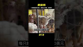 越南的“貴族雞”，一只賣到1萬塊，雞爪比人的手臂還粗，你敢嘗試一下？ #家庭糾紛 #家庭矛盾 #情感糾葛 #社會百態 #倫理道德