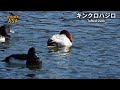 冬の長野県は まん丸な鳥がいっぱい♪ イカル・ツグミ・コハクチョウなどバードウォッチングを楽しもう！　〜nikon coolpix p1000で野鳥撮影〜