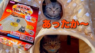 猫用こたつでぽっかぽかの冬を過ごす猫たちがこちらです【遠赤外線にゃんこの和みこたつ】