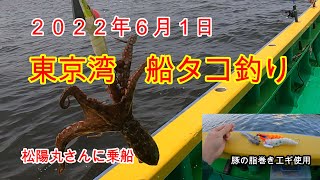 ２０２２年６月１日　東京湾　船タコ釣り