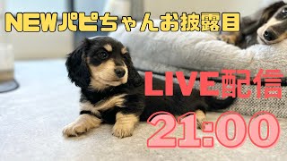 【犬７頭と暮らすおっさん】NEWパピーちゃんお披露目配信