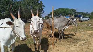 SAPPALAMMA#CATTLES|FAIR 2021|WONDERFULL|BULLS|COLLECTION|ಸಪಳಮ್ಮ#ದನದ|ಜಾತ್ರೆ 2021