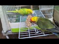 2025 02 26 コザクラインコのカタリナとサラ lovebirds katarina and sara