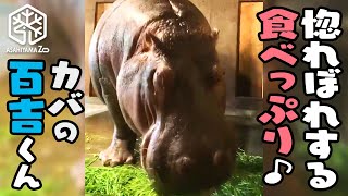 【旭山動物園】惚れぼれする食べっぷり！食欲旺盛な百吉お父さんのバクッムシャムシャ！ [Asahiyama Zoo] Baby Hippo Nagiko's Dad, Momokichi