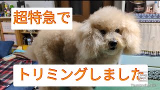 【お家トリミング】体調不良の愛犬を超特急でトリミングしました🚿