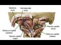 Proper suboccipital strengthening as well as cervical extension & rotation