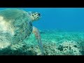 snorkeling crete 🐠 sea turtle octopus...