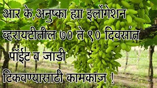 आर के,अनुष्का ह्या इ लोंगेशन व्हरायटीतील ७० ते ९० दिवसांत-पॉईंट व जाडी टिकवण्यासाठी कामकाज!।#Doctor।