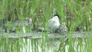 野鳥撮影・ コアジサシの子育て　Little Tern