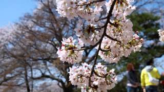 2013年彦根城桜（パート２）