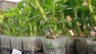 Jual Dendrobium Inaraya Murah Meriah