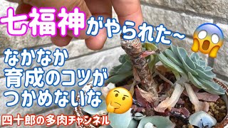 【多肉植物】【ガーデニング】🪴七福神がやられた~😱　なかなか育成のコツがつかめないな🤔