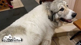 お父さんの草刈り用の靴をカジって壊してしまったベルです　Great Pyrenees　グレートピレニーズ