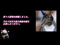 【アルファード相場注意報】2024.３.１４ 時点、光進自動車で令和６年式、未使用車のアルファード、z ｶﾞｿﾘﾝ ２wdを売却する場合の見込み金額を宣伝致します。