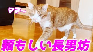 名前を呼ぶとどんな時でも猛ダッシュで駆け寄ってくれる兄猫…♡[茶トラのクラちゃん]