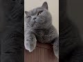 【猫】眠そうなししゃもさんに見下ろされるだけの動画 cat ねこ ブリティッシュショートヘア ねこのいる暮らし