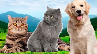 Animal pet sounds - cute cat, dog relax