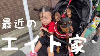 【久々の投稿！！】〜ミニピン・エイトと娘がいる日常vlog〜