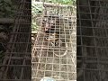 kotaan mysterious animal in tamilnadu caught in cage கோட்டான் village life positivevibes shorts