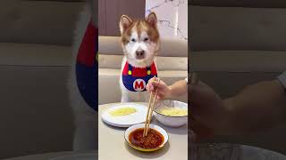 🍜Dip SomeInstant Noodles in Chili!🌶️#shorts #alaskanmalamute #dog