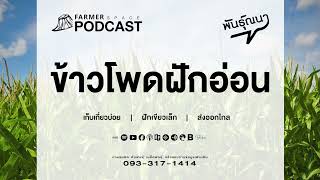 ข้าวโพดฝักอ่อน【พันธุ์ณนา】