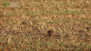 Rebhuhn I Perdix Perdix I Grey Partridge I Perdiz Pardilla I Perdrix Grise I Tierbeobachtung