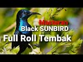 suara burung black sunbird || masteran