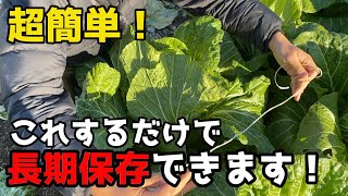 【白菜】を畑で新鮮に長期保存する方法について紹介します。【家庭菜園】